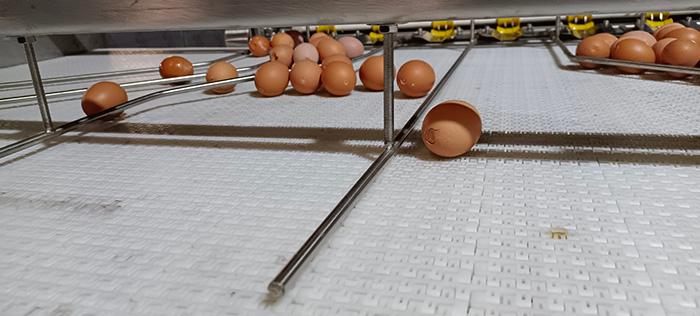 鸡蛋剥壳生产线图