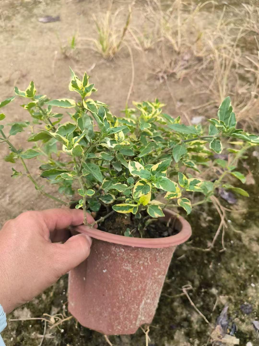 苗木种植基地