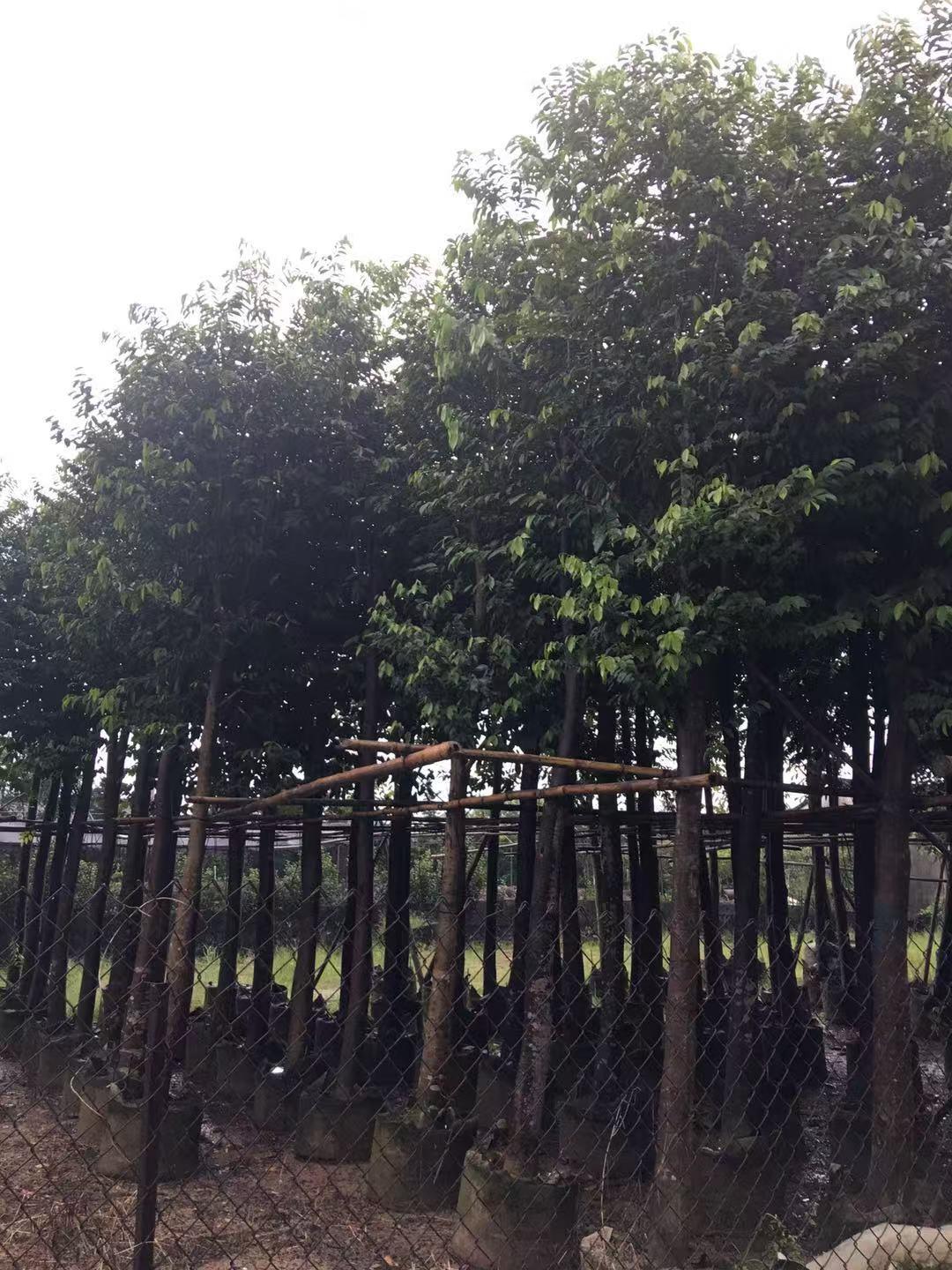 苗木示例图片2
