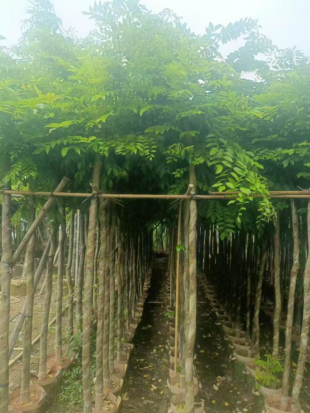 苗木示例图片3