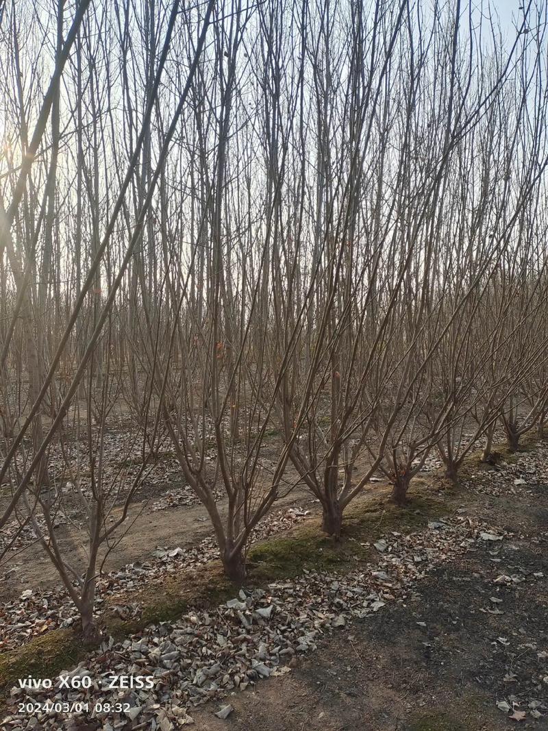 丛生黄蜡苗木基地实拍