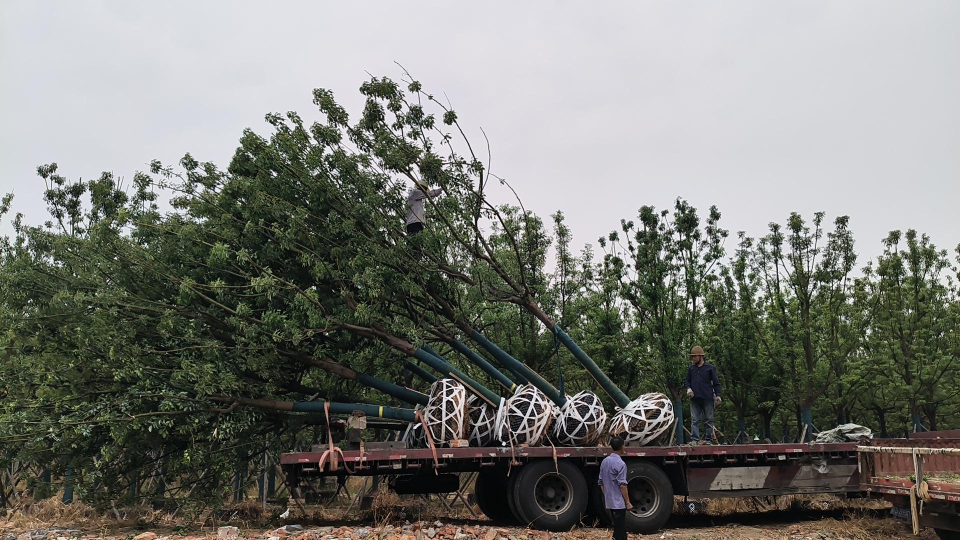 多杆香樟树与骨架香樟树实拍