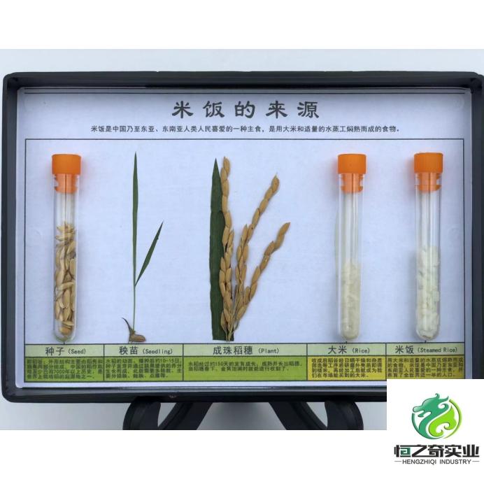 动植物标本展示