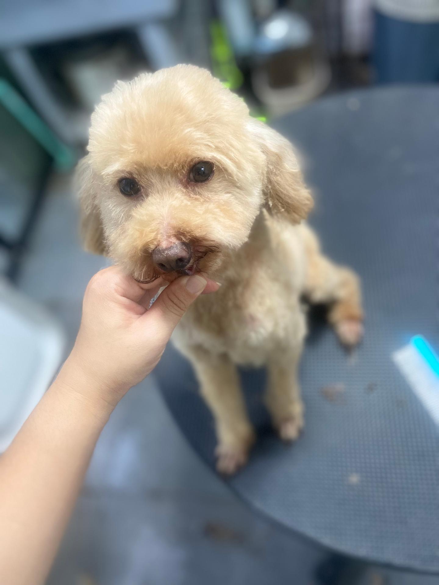 呆萌宠物馆门店环境