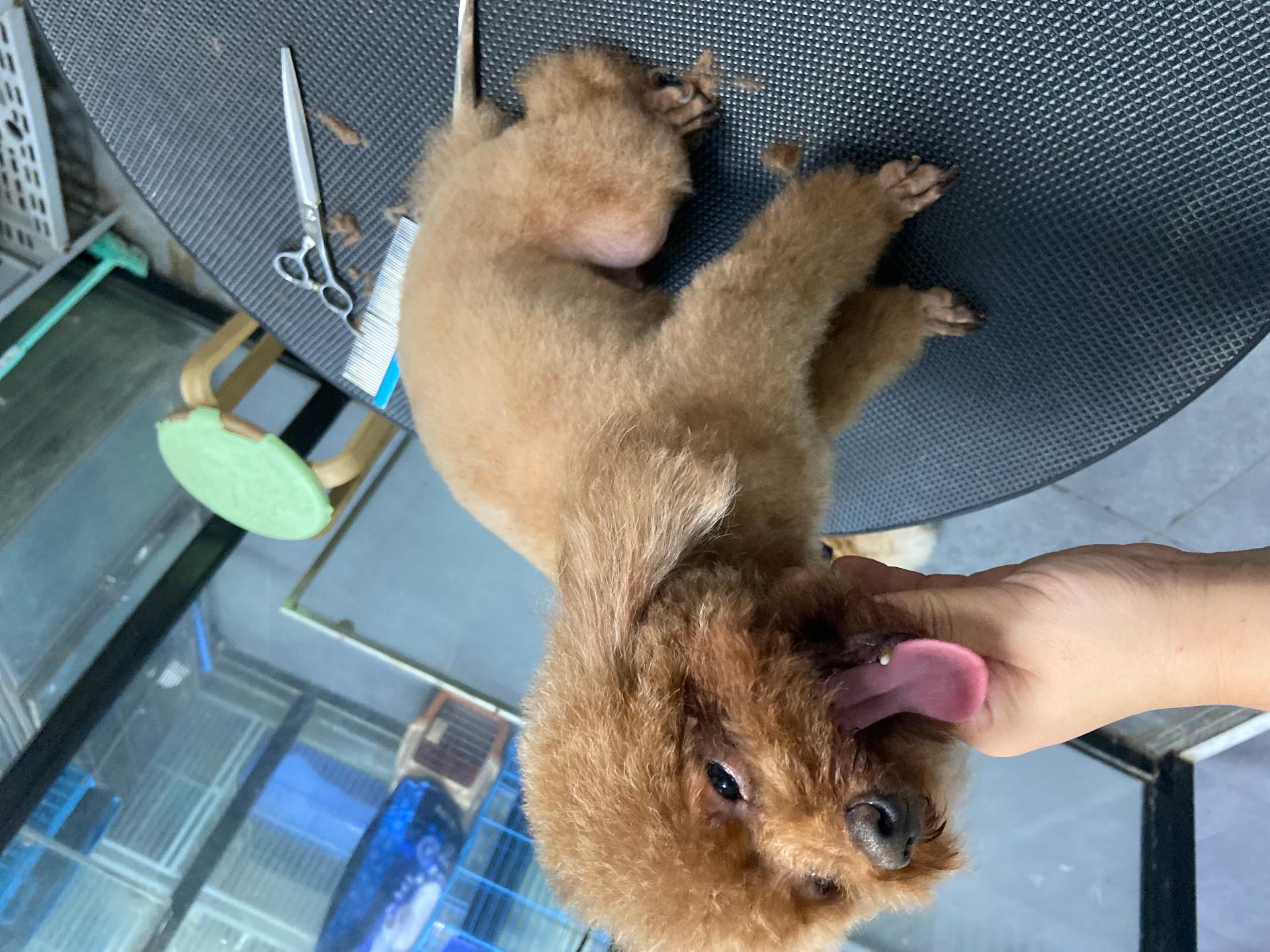 呆萌宠物馆用品展示区