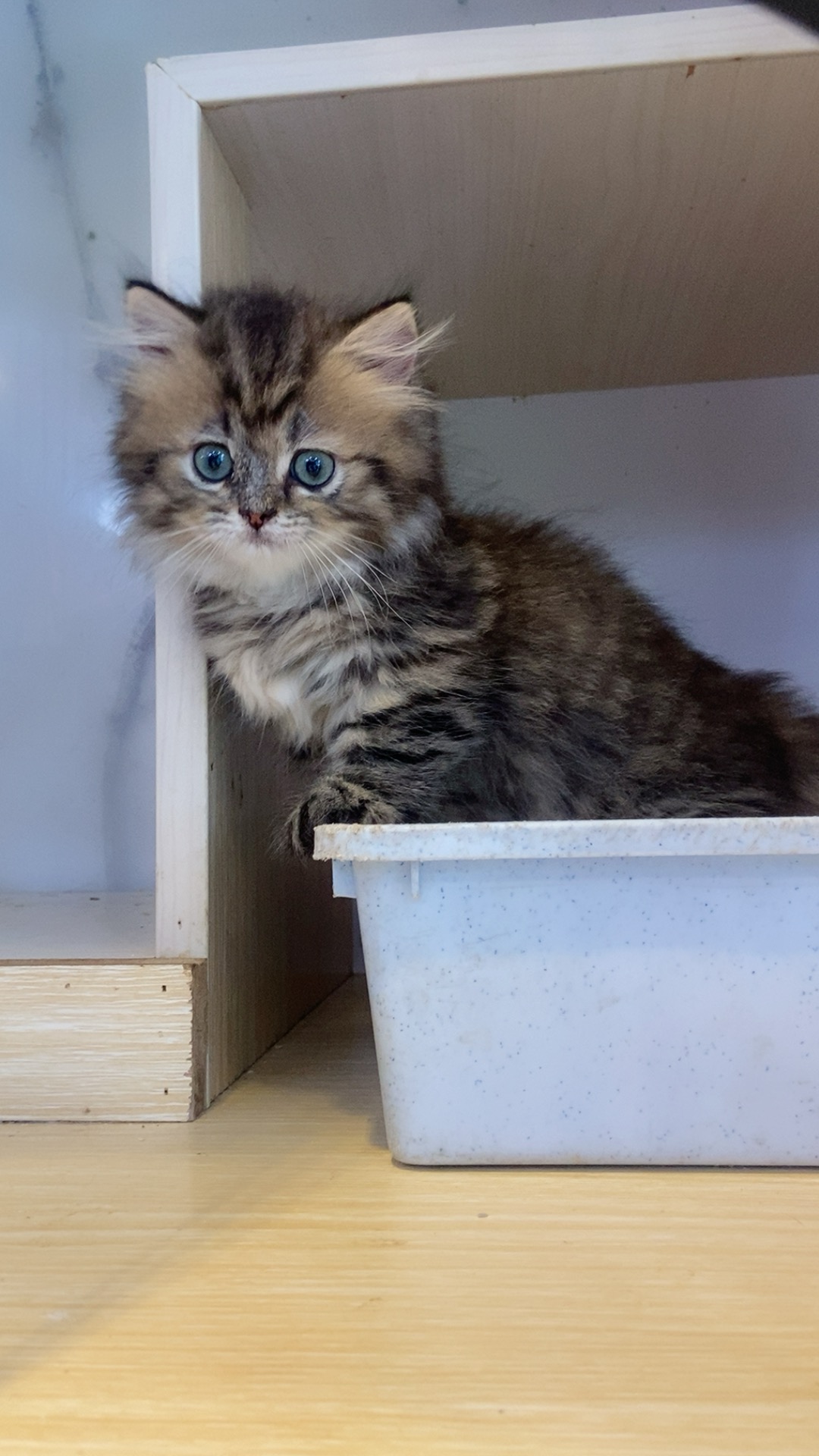 美容师正在进行猫咪造型修剪