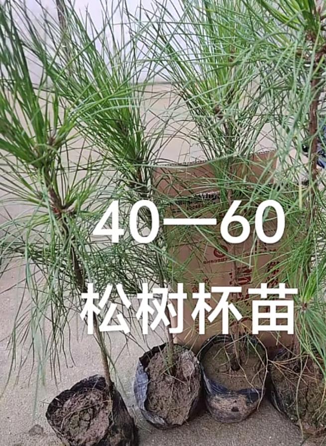 湿地松苗圃实拍