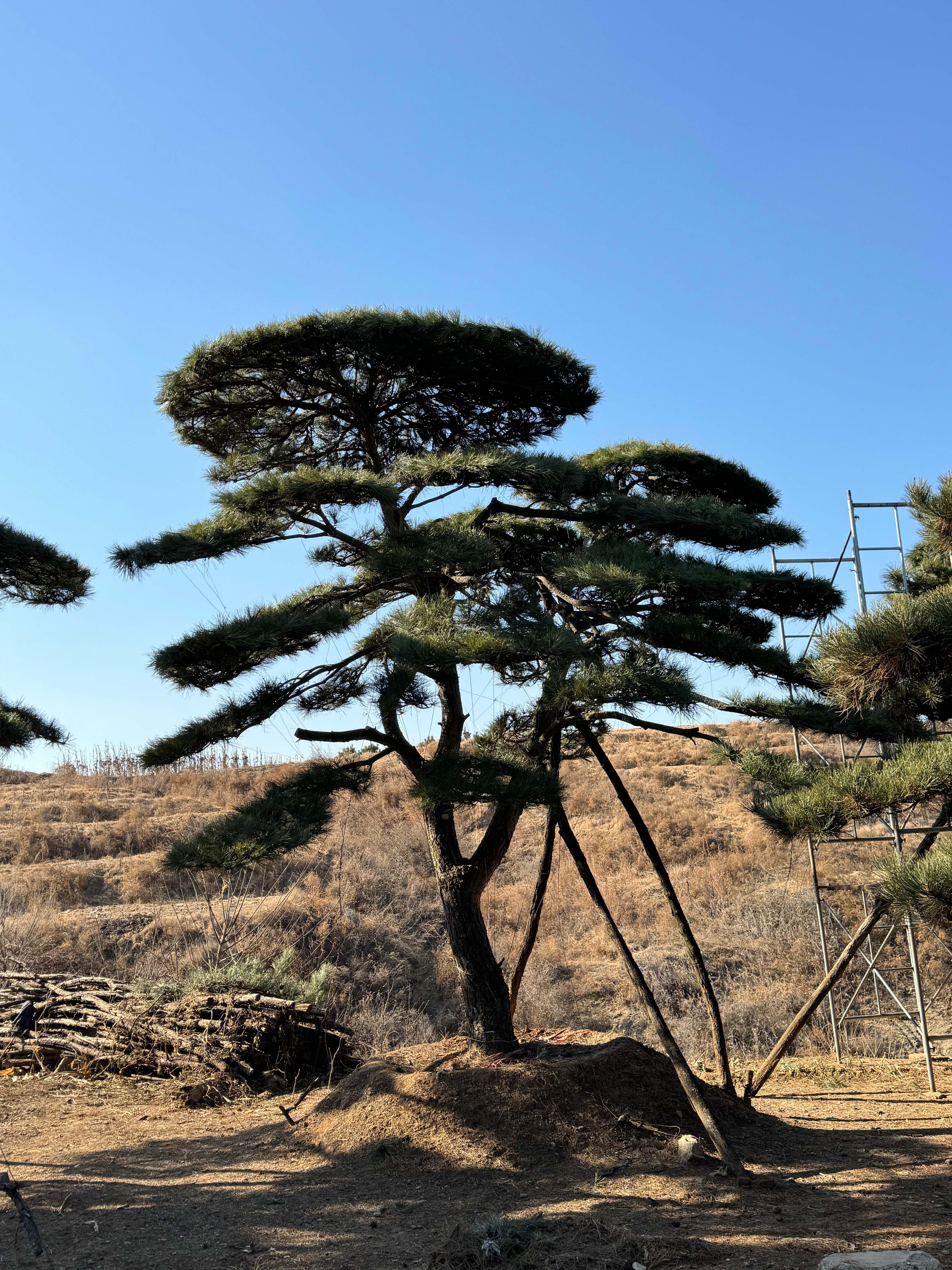 迎客松实拍
