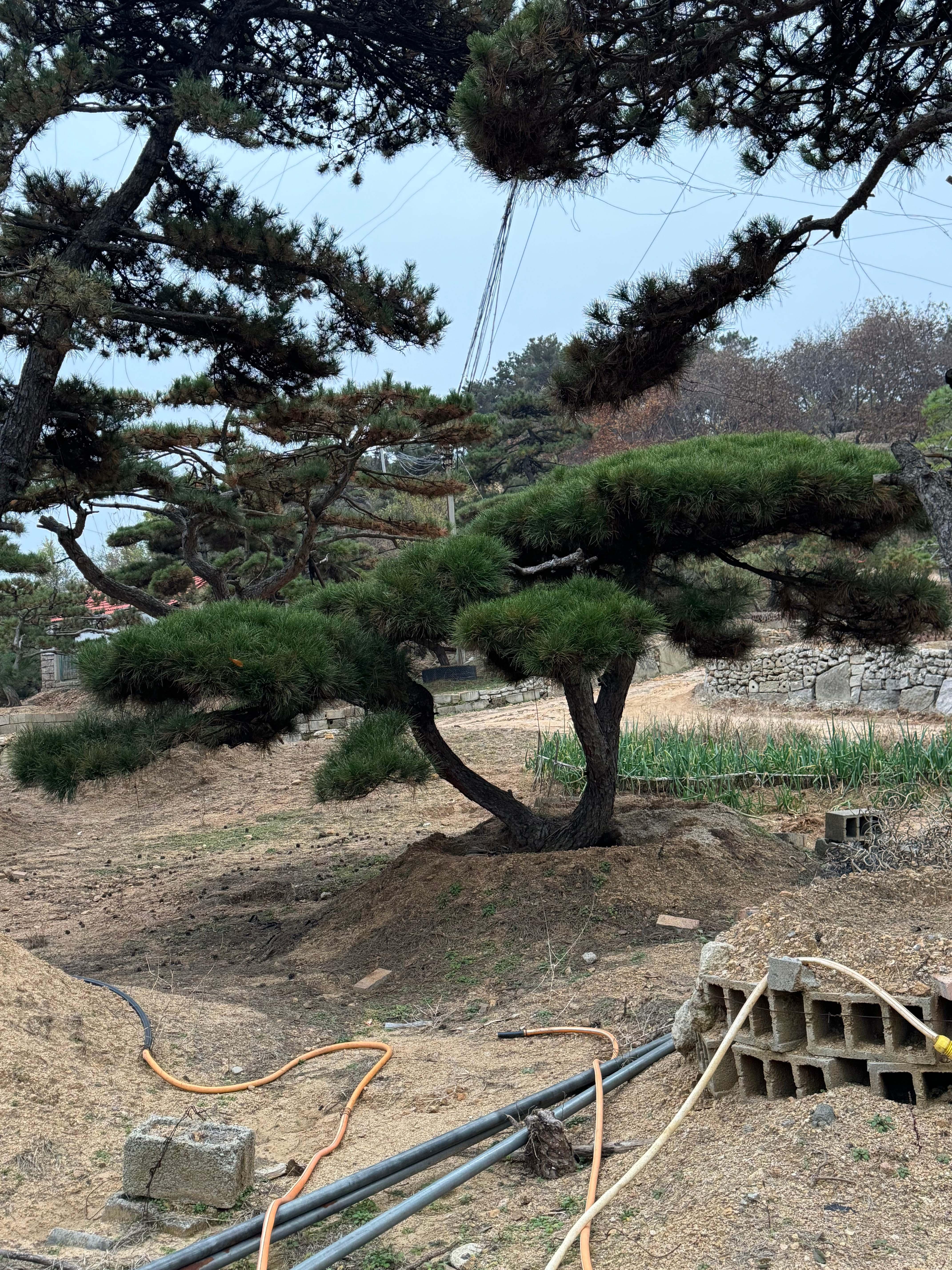 山东军辉园林绿化有限公司基地实景