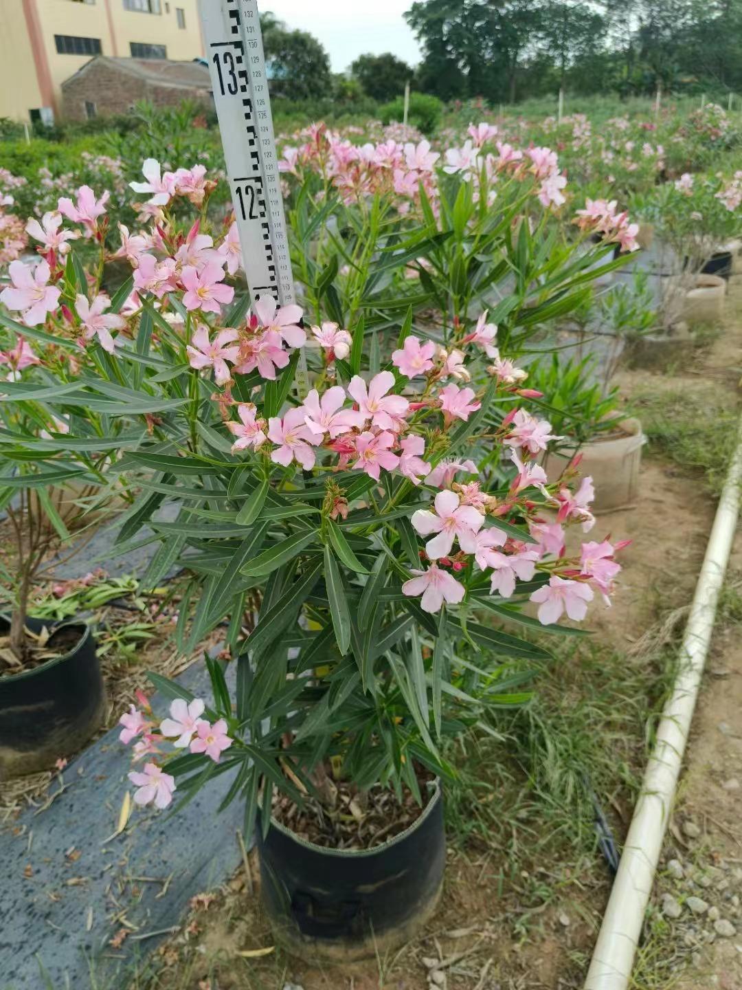 苗木采购推荐