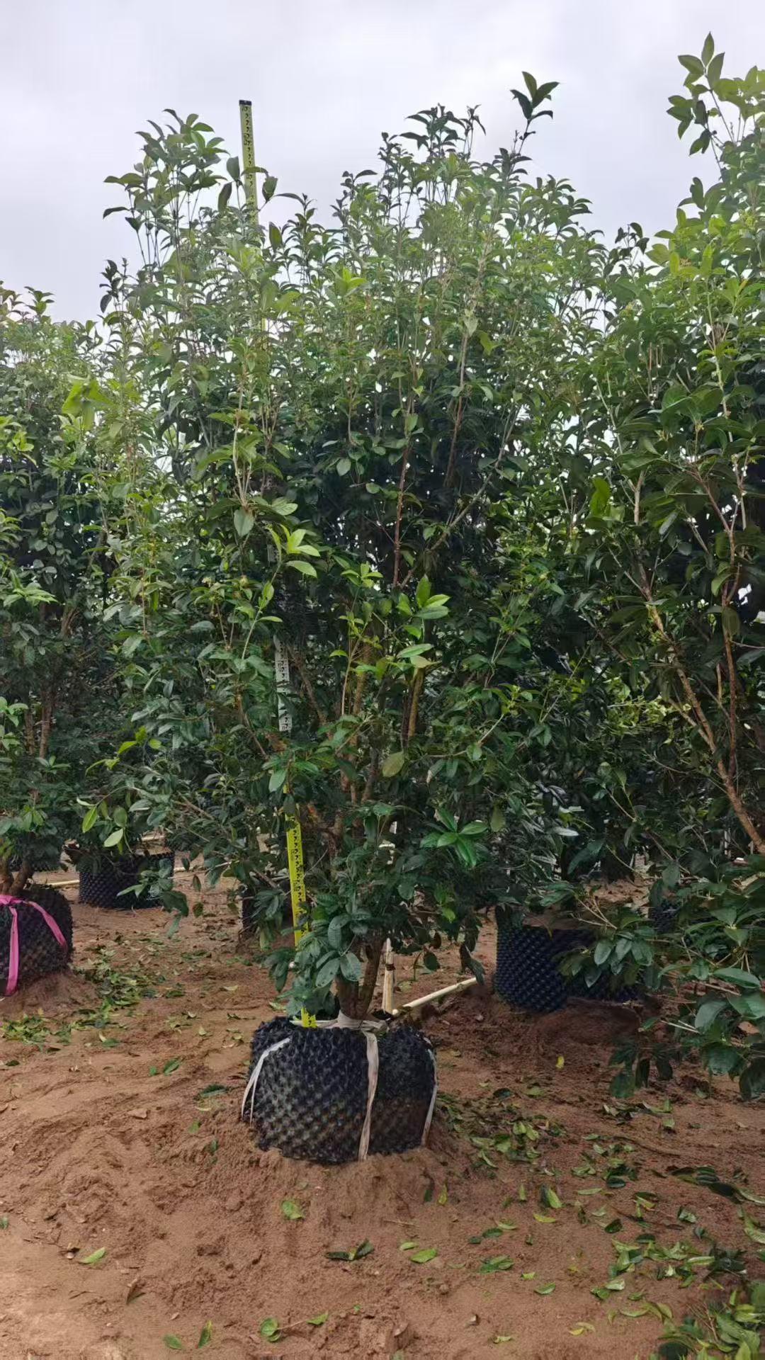 苗木供应场景匹配