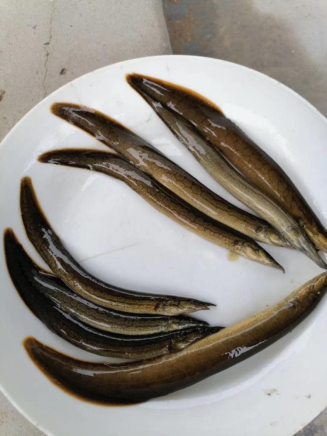 鱼苗充氧打包现场