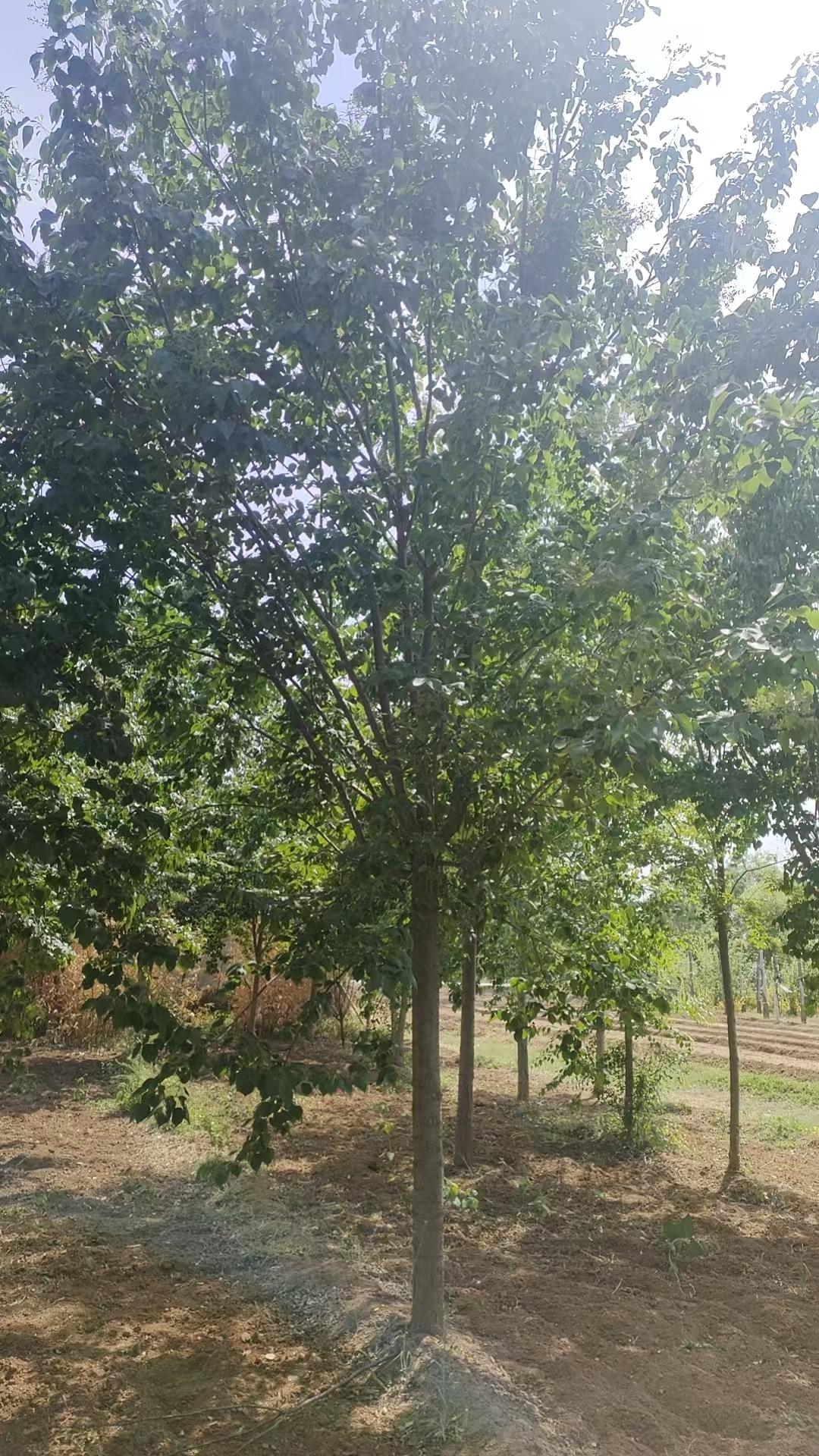 暴马丁香供应商现场装运