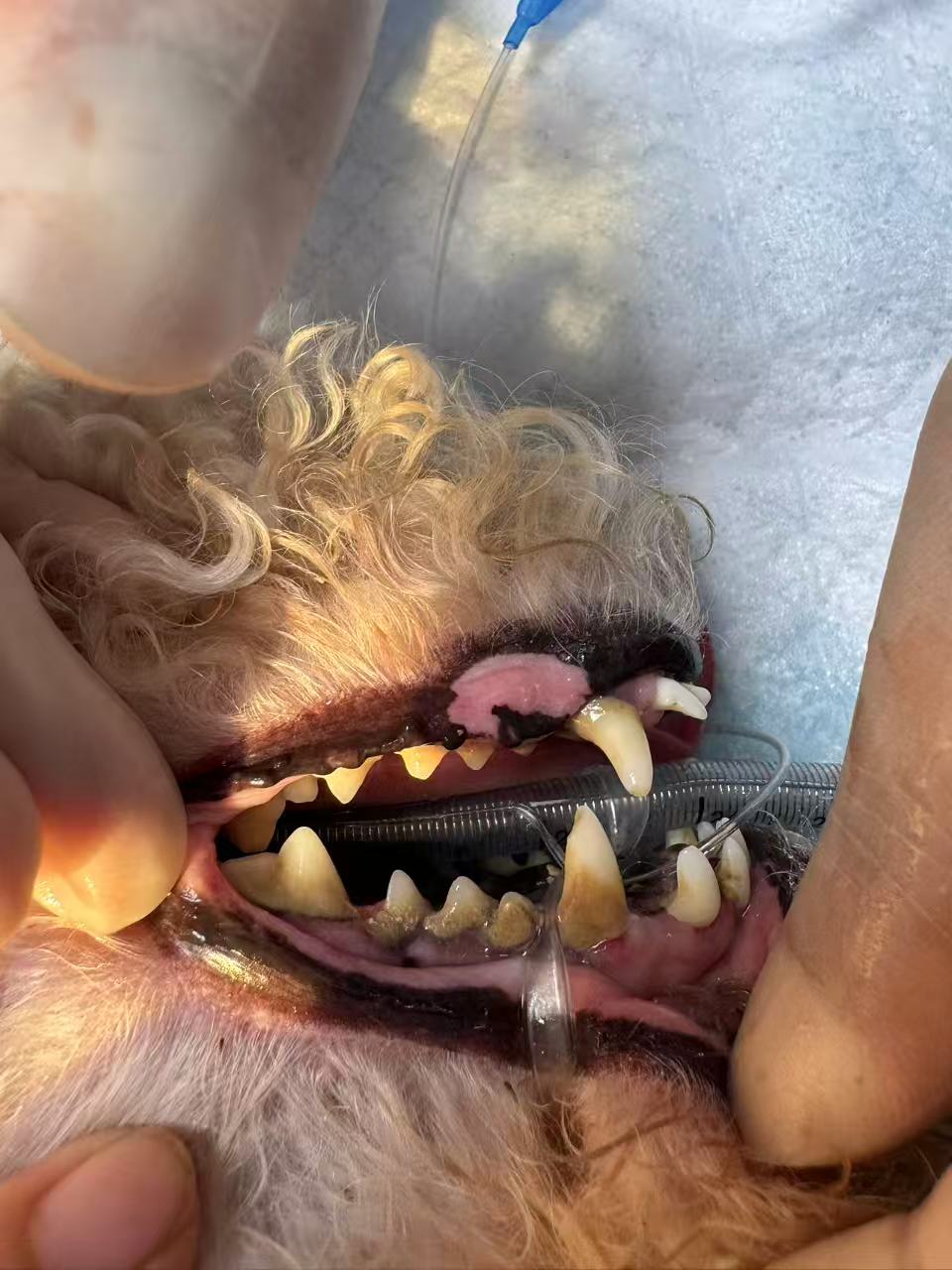牙科诊疗设备