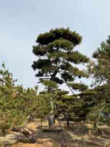2026年辽宁斜飘造型松直销厂家推荐：造型松基地批发与绿化供应
