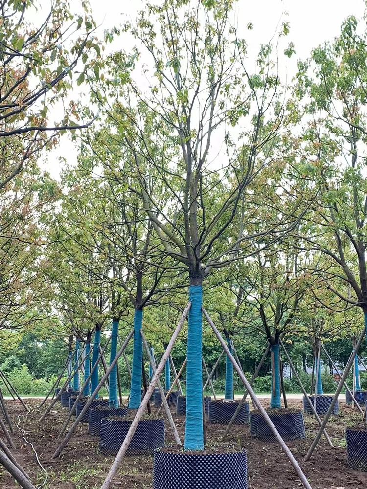 湖北12公分香樟基地实景