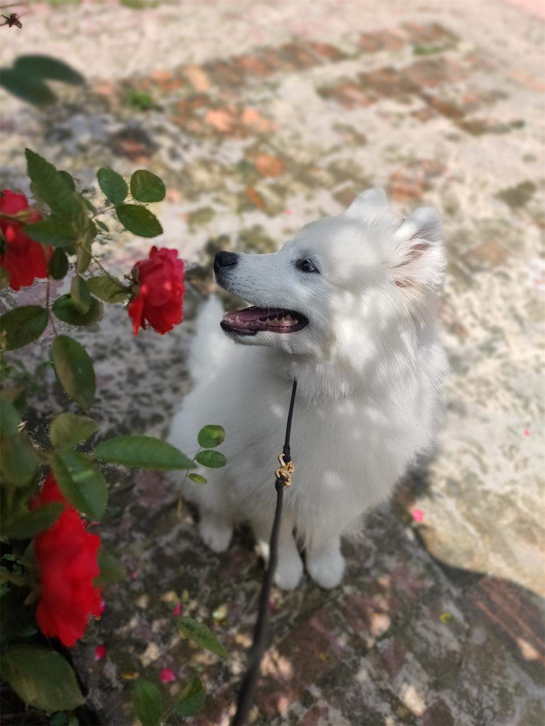 汪托邦训犬师上门训练现场