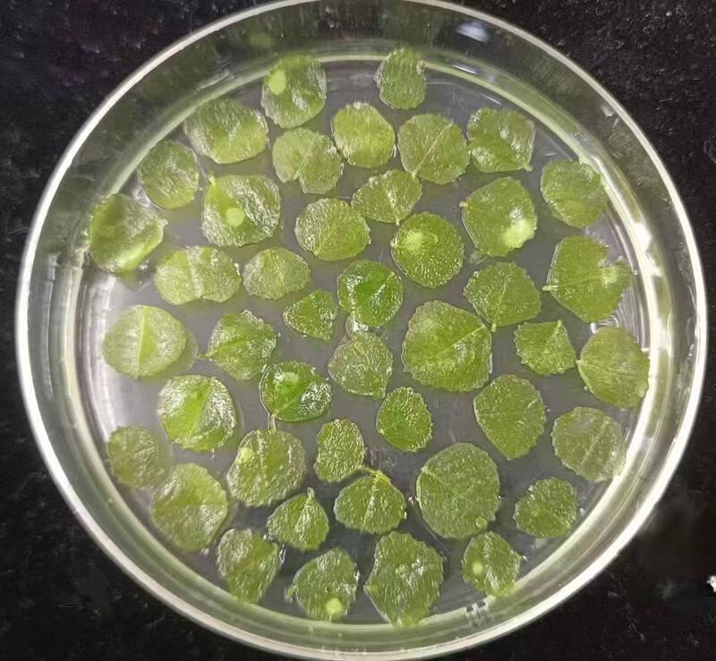 陕西博瑞德生物科技