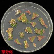 公司技术团队