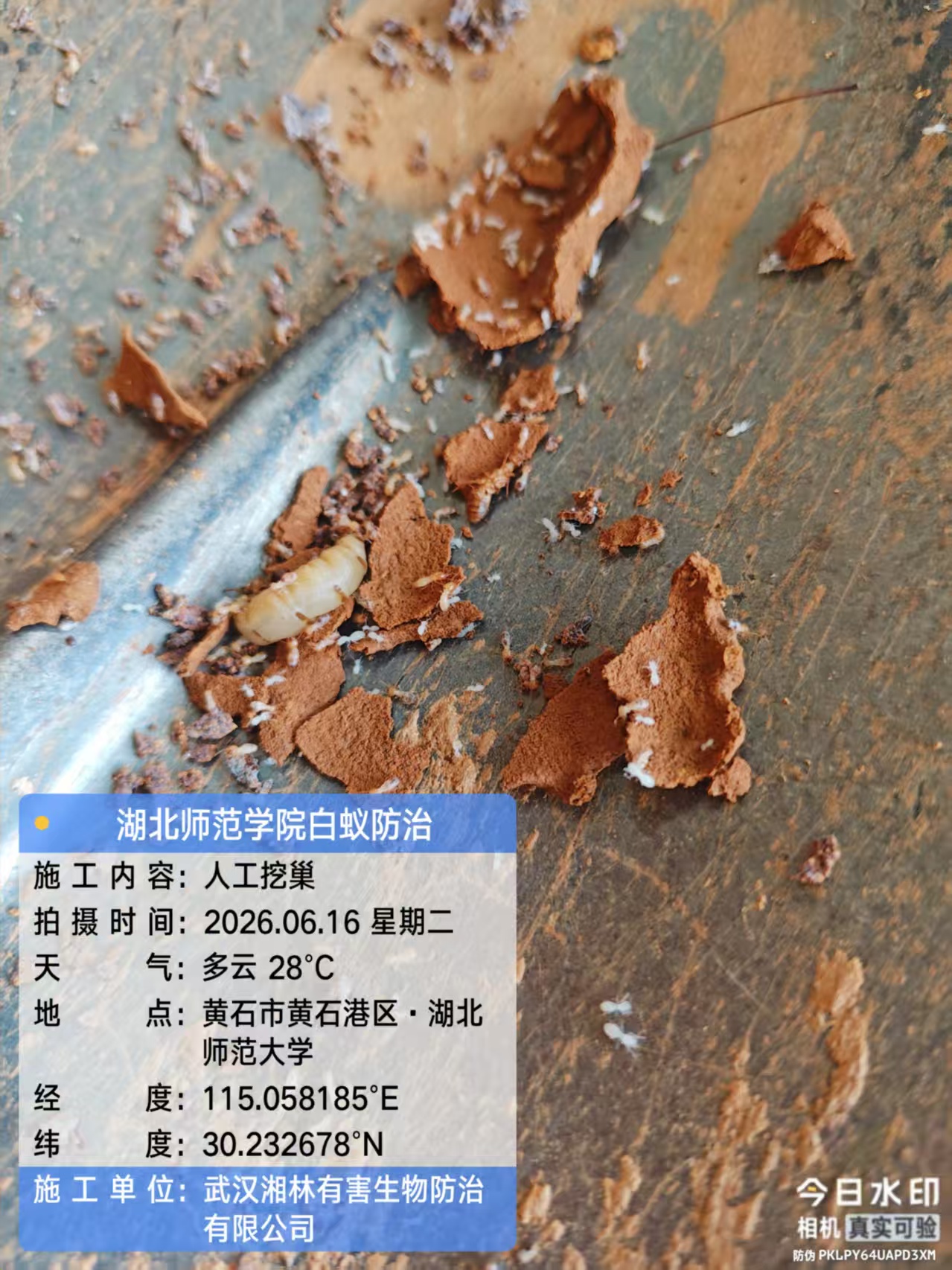 武汉湘林白蚁防治