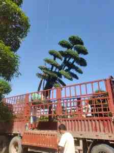 2026年小叶女贞造型树品牌解析:鄢陵金地园艺场造型树厂家推荐