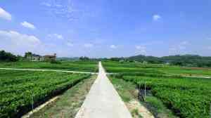 2026年北京李树苗种植公司优选,重庆果之王园艺果树苗技术解析
