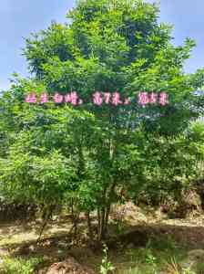 2026年石家庄丛生白蜡木品牌推荐:源头苗圃直供与工程应用解析