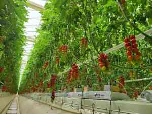 2026年潍坊番茄种植企业推荐:无土栽培与智能温室技术解析