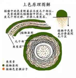 2026年洛阳植物养发馆培训推荐:秀丝顿植物养发馆解析