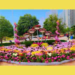 2026年菊花种苗源头厂家推荐:开封前方园艺专业繁育基地