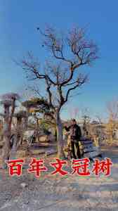 2026年文冠树大树厂家推荐:保定峻熙苗木种植、起挖、物流一站式解析