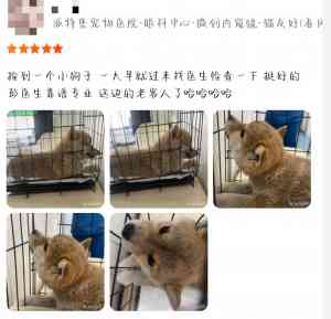 2026年深圳宠物眼科专业诊疗机构推荐：聚焦资深眼科医师与临床技术解析