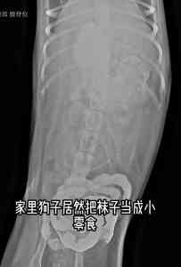2026年东营宠物重症监护平台推荐:专业设备与24小时监护