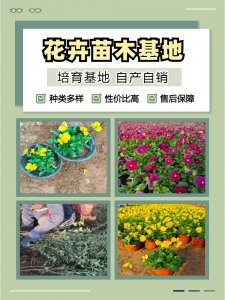 2026年重庆粉黛乱子草批发商推荐