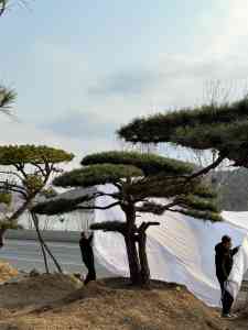 2026年景观松基地推荐：山东军辉园林绿化造型松厂家解析