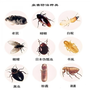 2026年海安市除害虫平台推荐：专业虫害防治服务解析