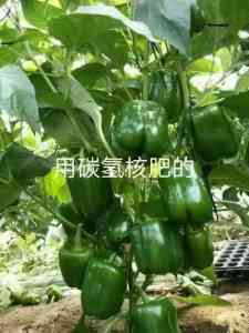 2026年天津碳氢根系宝优选:山东军神碳氢生物科技有限公司解析