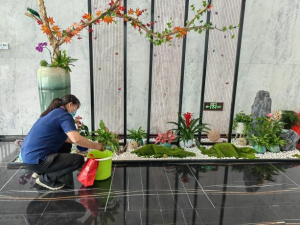 2026年深圳办公室植物服务推荐:景采园林专业方案