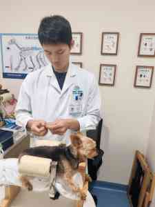 2026年深圳宠物牙科诊所怎么选?专业齿科服务解析