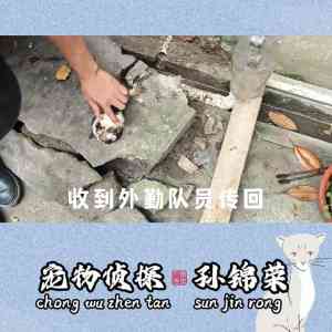 2026年武汉上门找狗侦探团队怎么选?专业寻宠服务解析