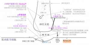 2026年CG VaPal视黄醇棕榈酸酯原料厂家推荐:广州同隽医药多肽技术解析