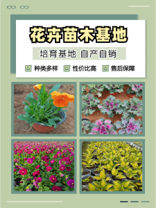 2026年江苏金边黄杨基地优选:青州志民花卉苗木专业合作社解析