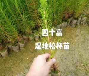2026年石家庄3公分湿地松直销厂家推荐:国营基地直供,品质更稳定