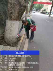 2026年下陆区白蚁虫害防治服务优选:专业团队护航家园安全