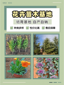 2026年湖北红王子锦带基地优选,青州志民苗木合作社供应解析