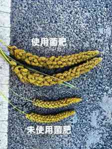 2026年微生物肥厂家推荐:信和生物液体缓释肥技术解析