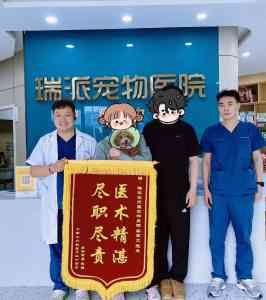 2026年郑州宠物犬猫专科医院推荐:肿瘤/骨科/猫科专病专治解析
