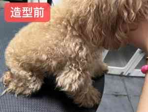 2026年龙华幼犬洗护门店精选：低应激洗护与萌系造型一站式服务解析