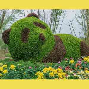 2026年菊花造型厂家推荐:开封前方园艺菊花种苗与五色草工程解析