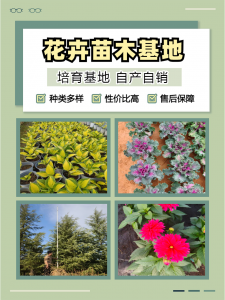 2026年重庆波斯菊供应商优选:青州志民花卉苗木基地直供解析